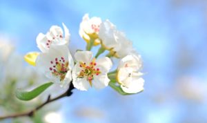 printemps